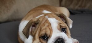 Цитаты недели: убийства бездомных собак, заработки на мусоре и эпидемия кори в Запорожье