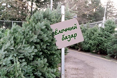 В городе купили "лес" елок. Фото obozrevatel.com