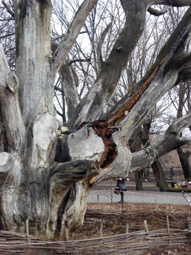 Ствол 700-летнего дуба недавно треснул. Фото kp.ua