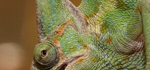 Днепропетровские драконы обожают шелковицу и отзываются на клички. Фоторепортаж