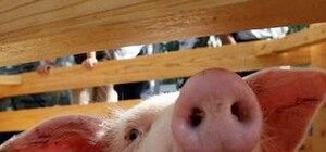 В Запорожье появилось страшное заболевание, о котором не слышали 30 лет