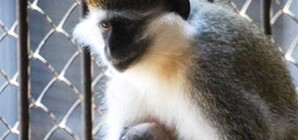 Новорожденную мартышку в столичном зоопарке уже окрестили и сделали телезвездой