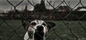 Бешенство животных: вводят карантин еще в одном районе