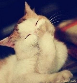 Коты бывают очень милыми. Фото vkontakte.ru