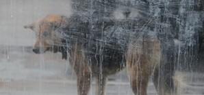 В трех районах столицы отменили карантин из-за бешенства