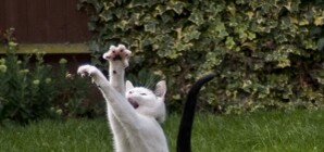 Выбираем самого симпатичного котэ: присылай фото мурлыки и получай подарок из зоо-магазина