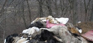 В Донецке орудуют дог-хантеры? Коммунальщики открестились от сгнивших собачьих трупов