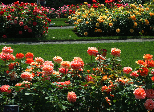 Город засадят розами. Фото poremontu.ru
