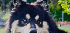 Черный джип отстреливает собак в Куйбышевском районе Донецка 