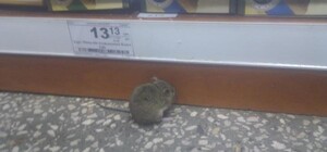 Фотофакт: в киевских супермаркетах бегают мыши