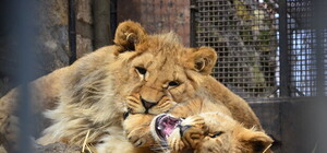 Рекордсмен Александр Пылышенко нянчит четверых львят