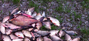 В Запорожье рыбаку грозит срок за ловлю рыбы в нерест