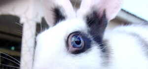 В Киеве пройдет олимпиада для кроликов