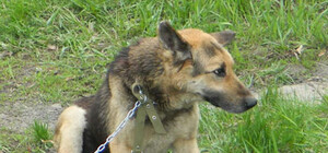 Умер донецкий Хатико, избитый и сброшенный хозяином в колодец