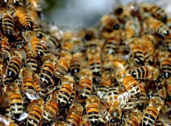 Множество пчел погибли. Фото с сайта: fresher.ru.