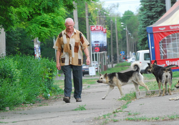 Уже в ближайшее время собаки на улицах города будут не опасны. Фото Павла ВЕСЕЛКОВА.