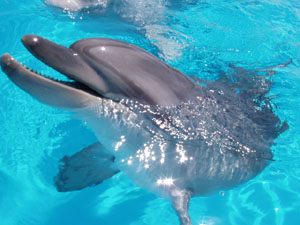 Дельфинарий является самым большим среди стран СНГ.