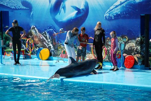 Дельфины играют с посетителями. Фото автора.