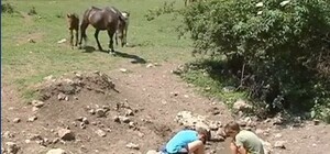 В Крыму жители Ароматного пьют воду из одной лужи с коровами 