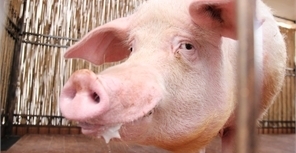 Хряк Вещун после финала Евро сам выберет, где ему жить