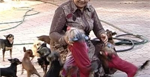 В Донецке можно бесплатно стерилизовать кошек и собак: адреса и телефоны