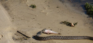 Ужи и гадюки облюбовали Великий Луг, Хортицу и частный сектор