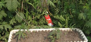 Харьковчанка высадила у себя в огороде кусты конопли