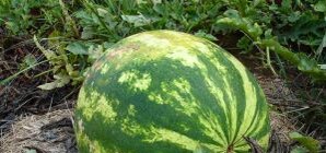 Арбузный флешмоб в Запорожье: молодежь будет объедаться полосатыми ягодами