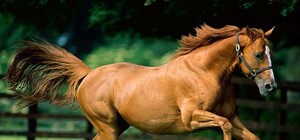 Запорожские казаки хотят лечить детей ездой на лошадях