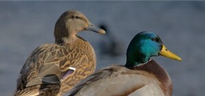 В запорожский заповедник выпустили тысячу уток-крякв