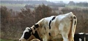 Под Запорожьем госпитализированы первые пострадавшие от сибирской язвы