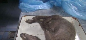 Запорожская чупакабра оказалась мутантом? 