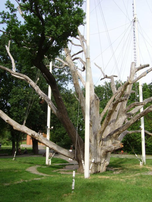 Новость - Досуг и еда - Запорожский дуб попал на туристическую марку