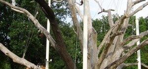 Запорожский дуб попал на туристическую марку