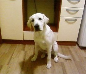 Харьковский лабрадор Дик предсказал взрыв на Слинько