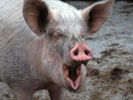 Новость - События - За запорожских свиней заплатят шесть миллионов