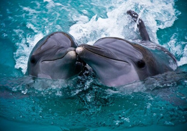 Новость - События - В бердянском дельфинарии травят  млекопитающих ?
