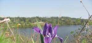 На Хортице цветут ирисы и миндаль