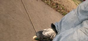 Роллеры устроили ночные покатушки по трассам Донбасса