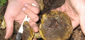 Харьковские охотники боятся начинать сезон из-за грибников