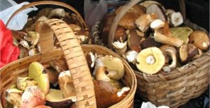 Собираем грибы в Крыму: рядовки растут в районе Обсерватории, а лисички в Мраморном