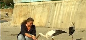 В Крыму по пляжу, прямо среди отдыхающих, разгуливают аисты