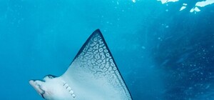 В Алуште живых скатов заставят 