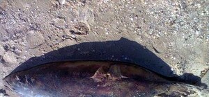 На Азовском пляже людей пугает разлагающийся дельфин, а коммунальщики не могут решить, кто его уберет