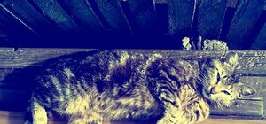 ТОП-30 самых необычных кличек домашних животных запорожцев