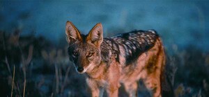Донецкую область терроризируют шакалы — спасибо любителям экзотики 