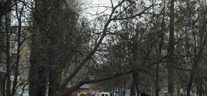 На Черемушках над тротуарами нависает дерево-убийца 