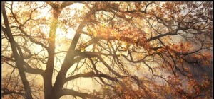 Сказочная тайга: поздняя осень на Демерджи