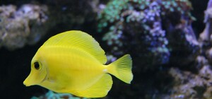 Киевляне об океанариуме: 