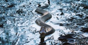 В чем встречать 2013-й год?